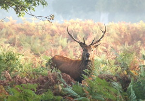 Rectangle Spline Hob